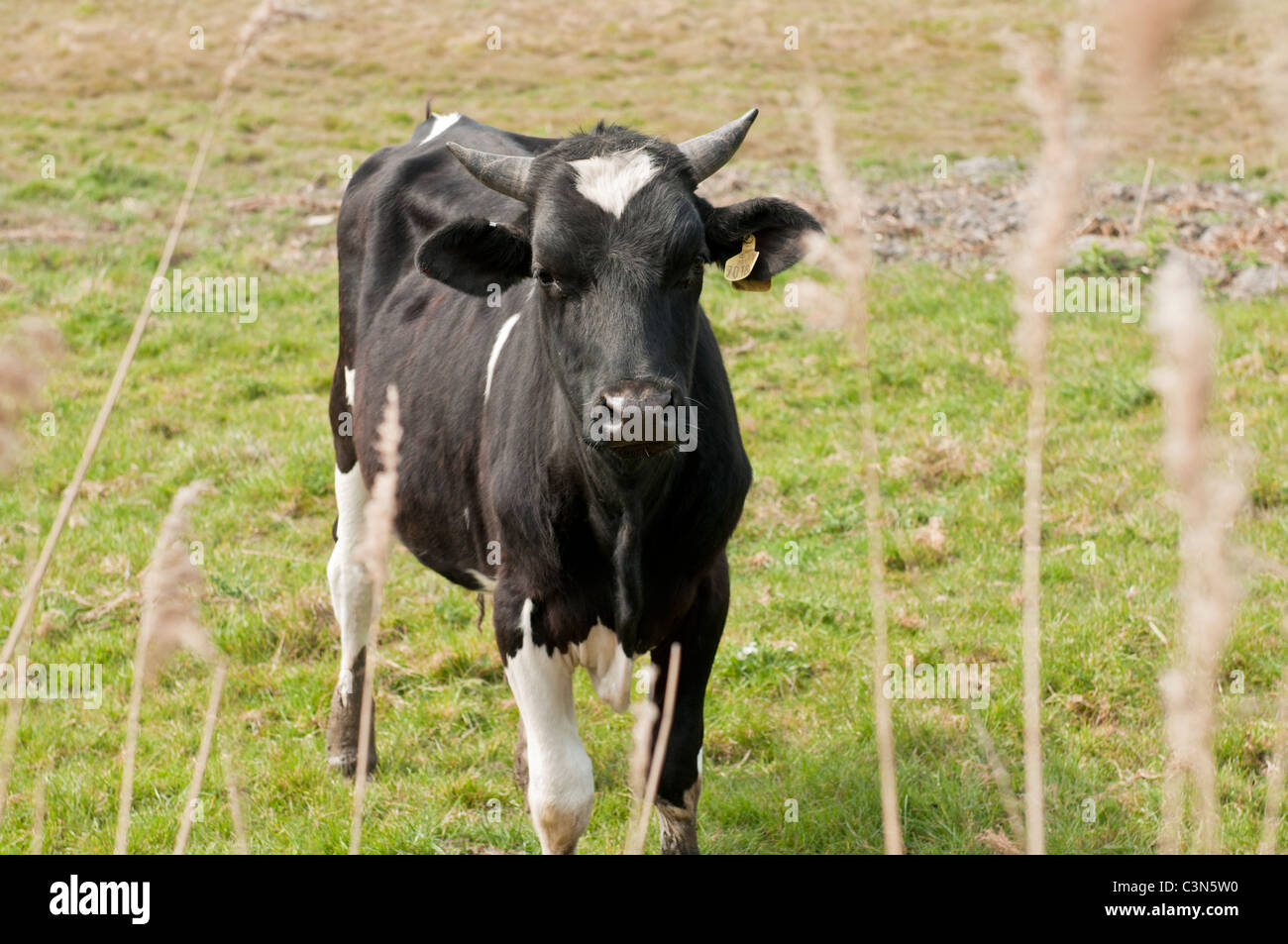 La carne di manzo britannica Black & White mucca nel campo vacca DEL REGNO UNITO Foto Stock