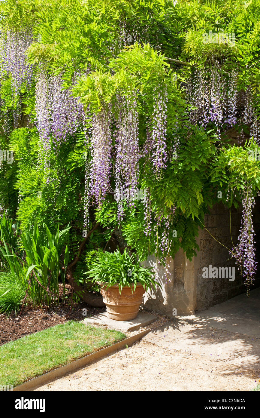 Il cinese Wisteria sinensis nei giardini di Worcester College, Oxford University, Oxfordshire, Inghilterra, Regno Unito, Gran Bretagna Foto Stock