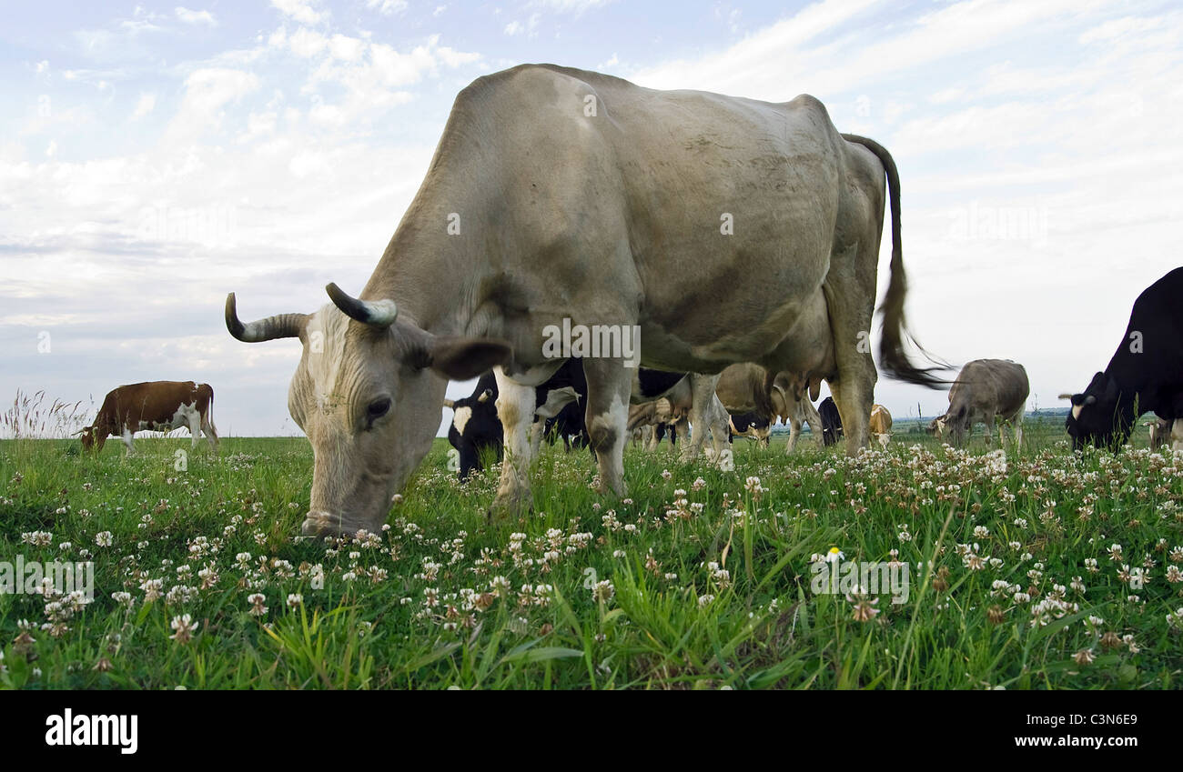 Vacca è su un verde prato Foto Stock