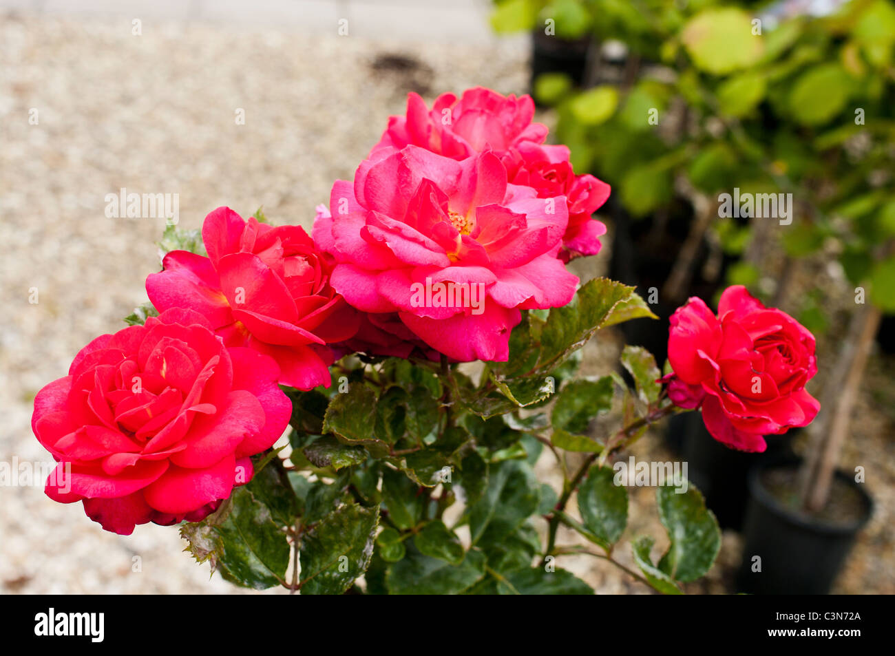 Rosa 'Mio padre' Foto Stock
