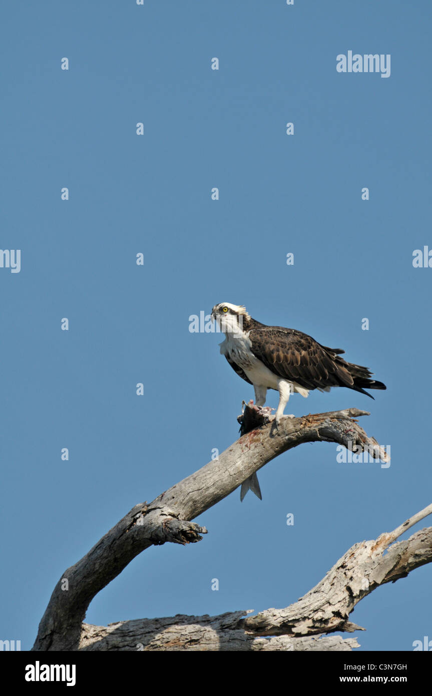 Osprey: Pandion haliaetus. Con il pesce. Isola luna di miele, Florida, Stati Uniti d'America. Foto Stock