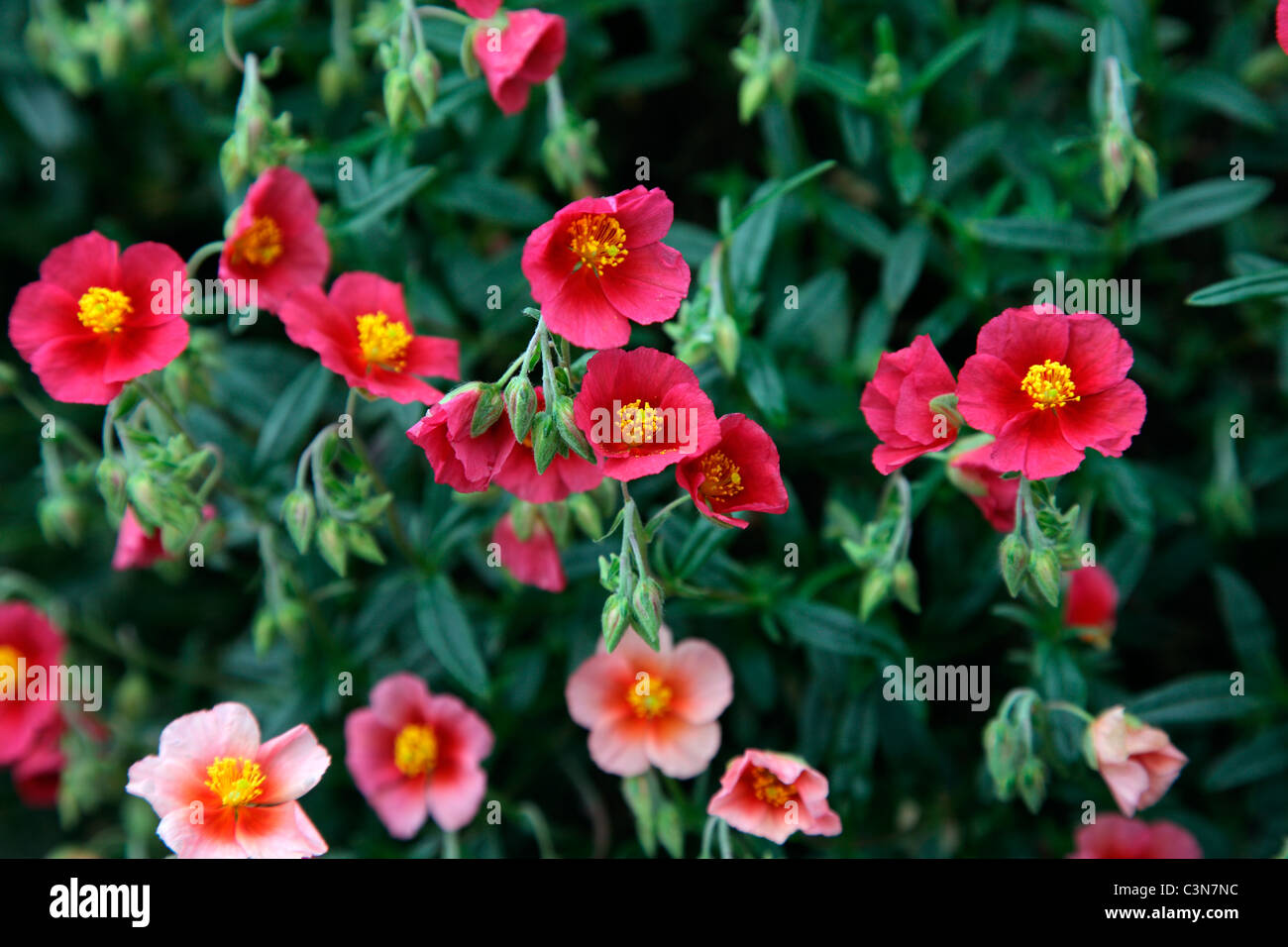 "Erbicida glifosato' - questo causa la temporanea flower decolorazione in molte piante ornamentali Foto Stock