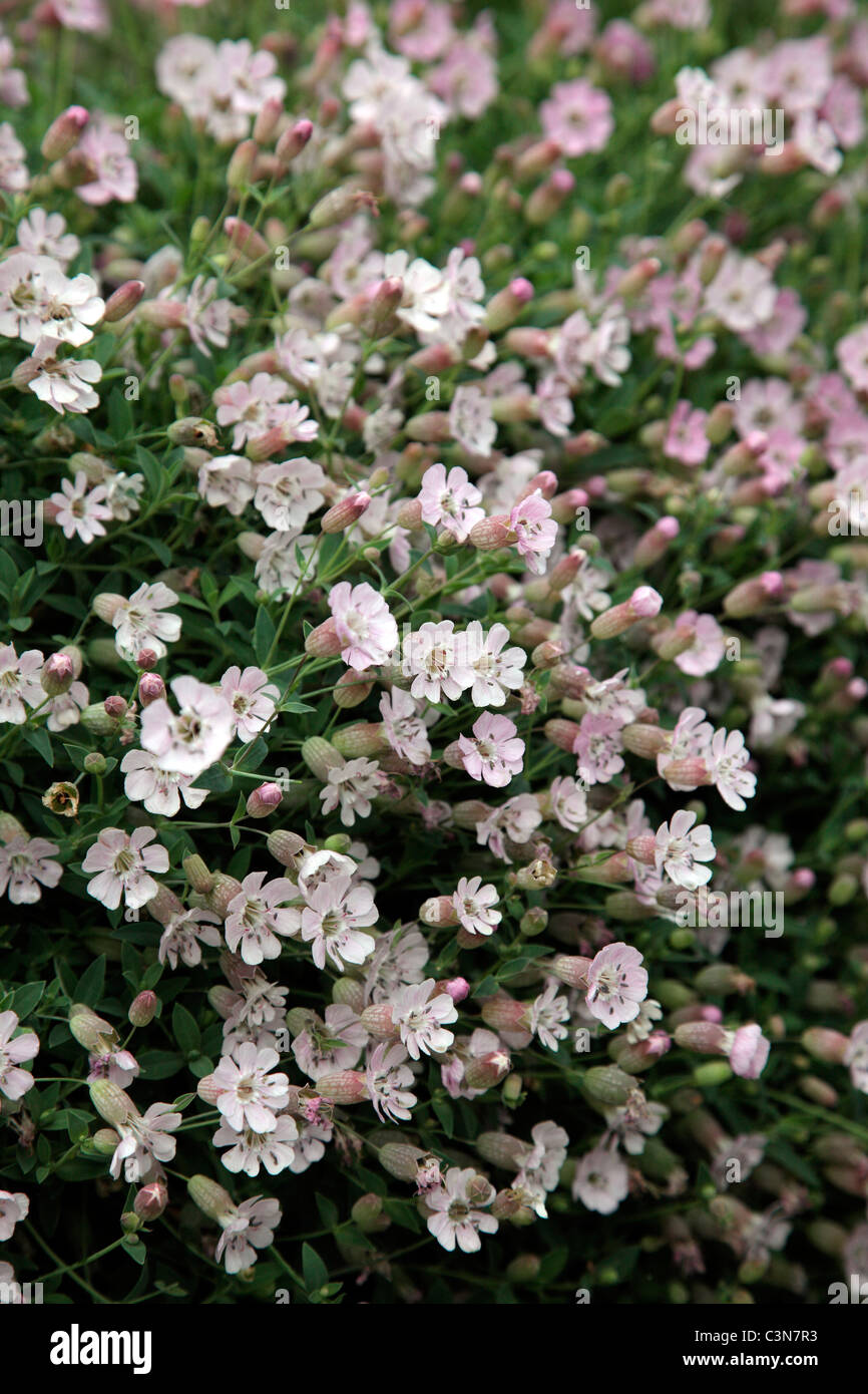 Silene uniflora - Mare Campion Foto Stock
