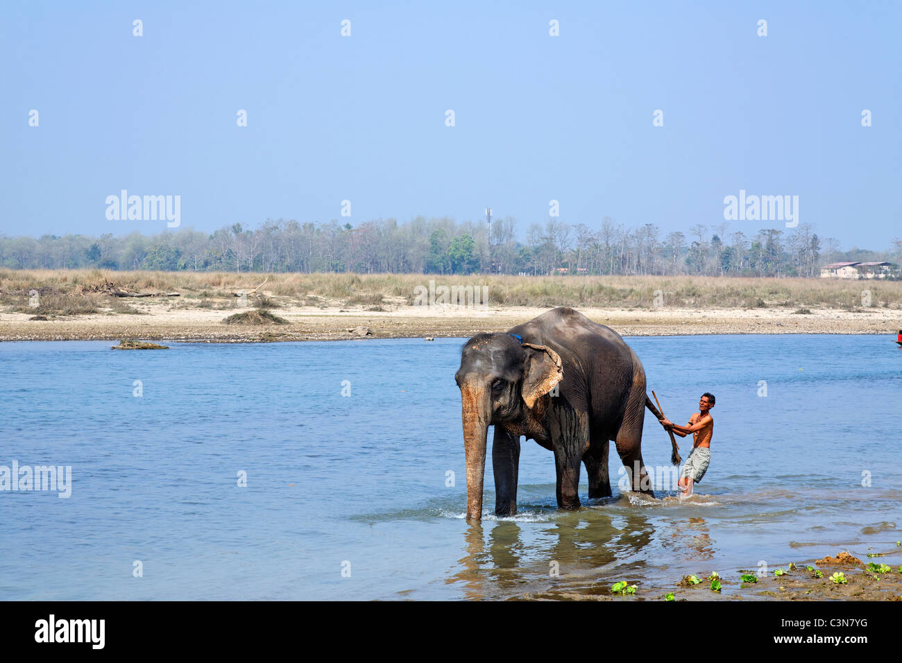 Nepal - Chitwan National Park - Rapti River - di elefante con bagno mahout Foto Stock