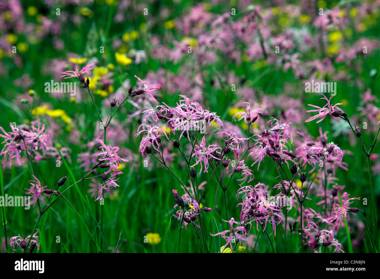 Lychnis flos-cuculi - Ragged Robin con ranuncolo bulboso - Ranunculus acris Foto Stock