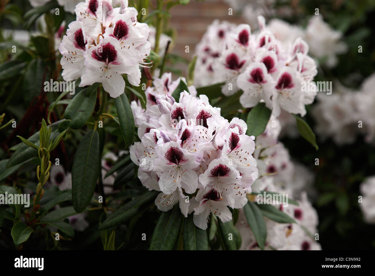 Rhododendron 'Sappho' Foto Stock