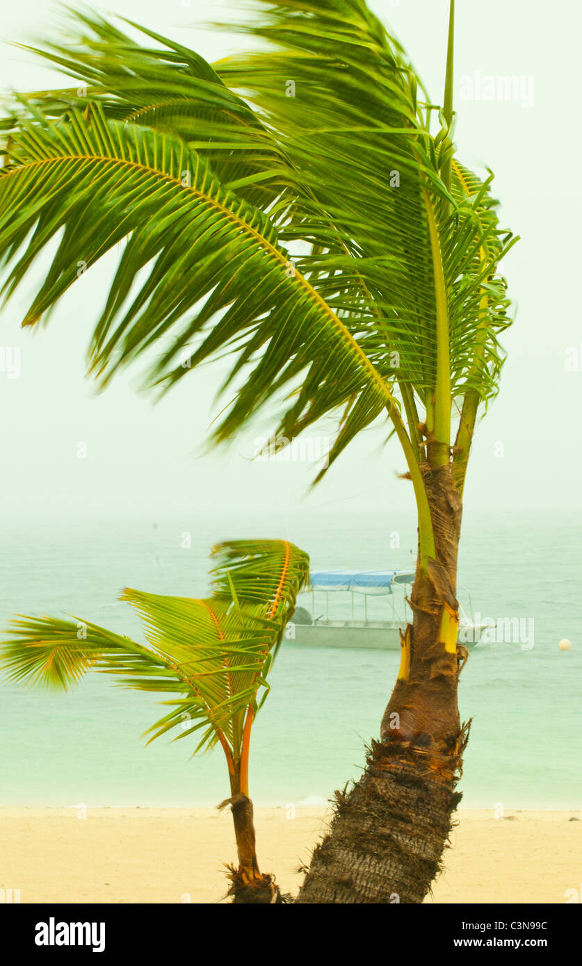 Vento che soffia palme in una tempesta tropicale sull'oceano pacifico, Isole della Mamanuca, isole Figi Foto Stock