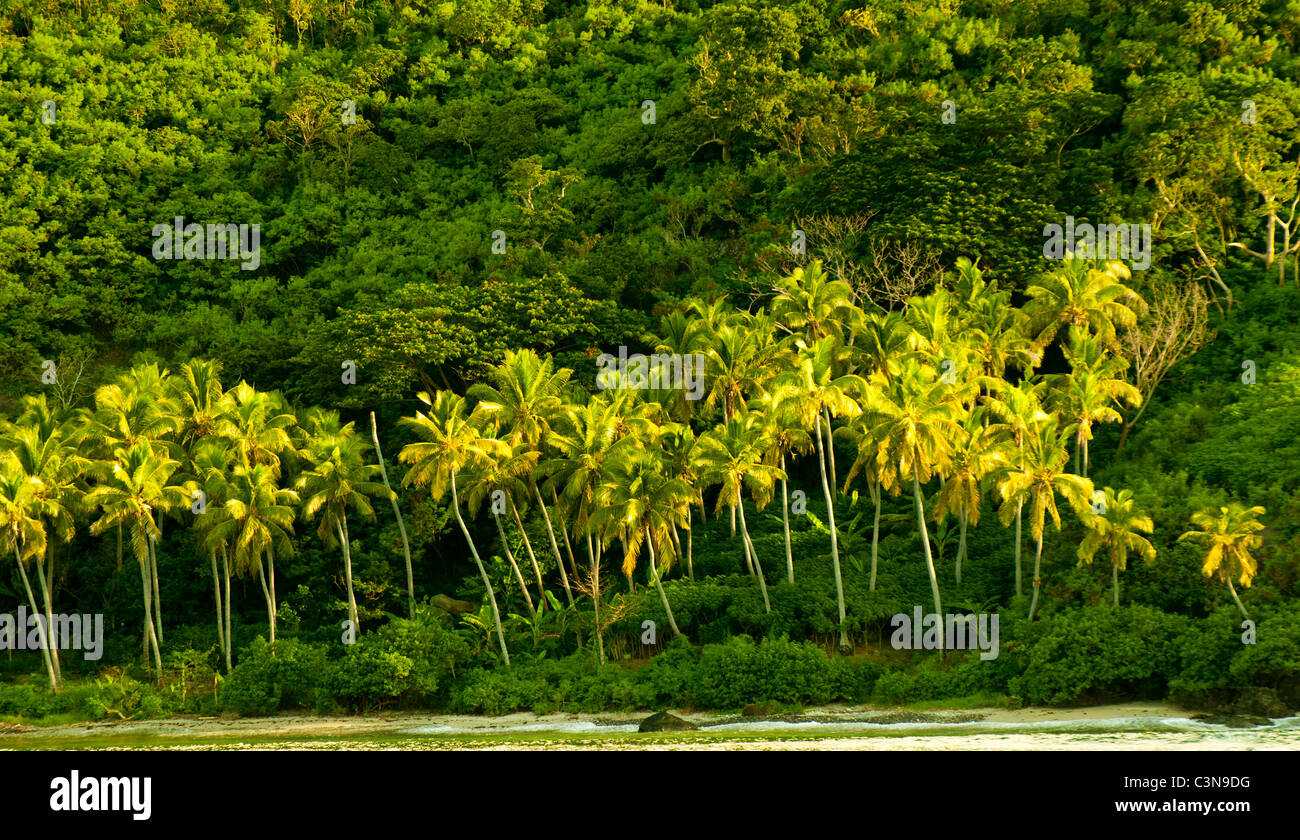 Sole di sera brilla off palme di cocco fuori un'isola in Yasawa Islands, Isole Figi Foto Stock