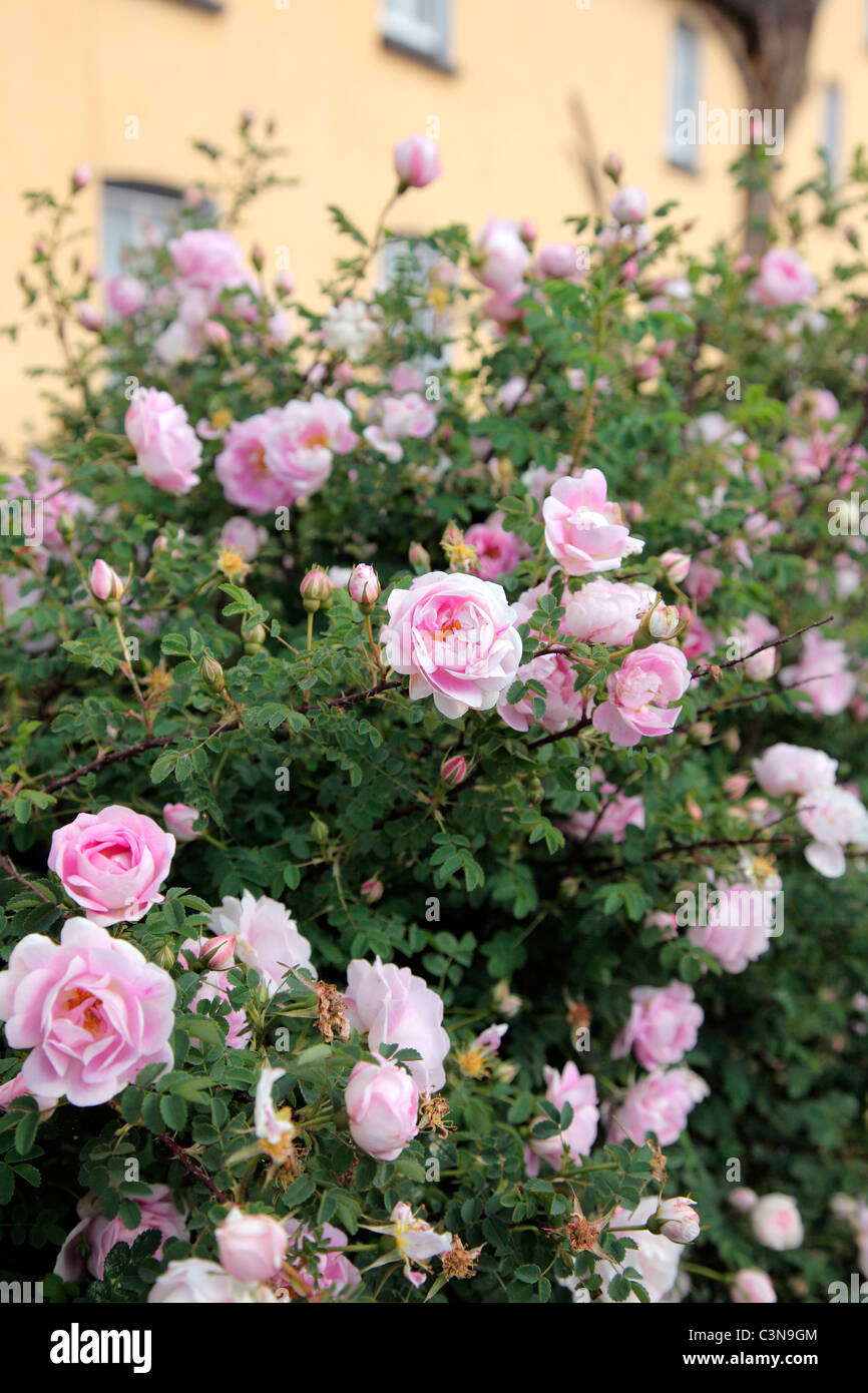 Rosa pimpinellifolia - semi di rosa doppia Foto Stock