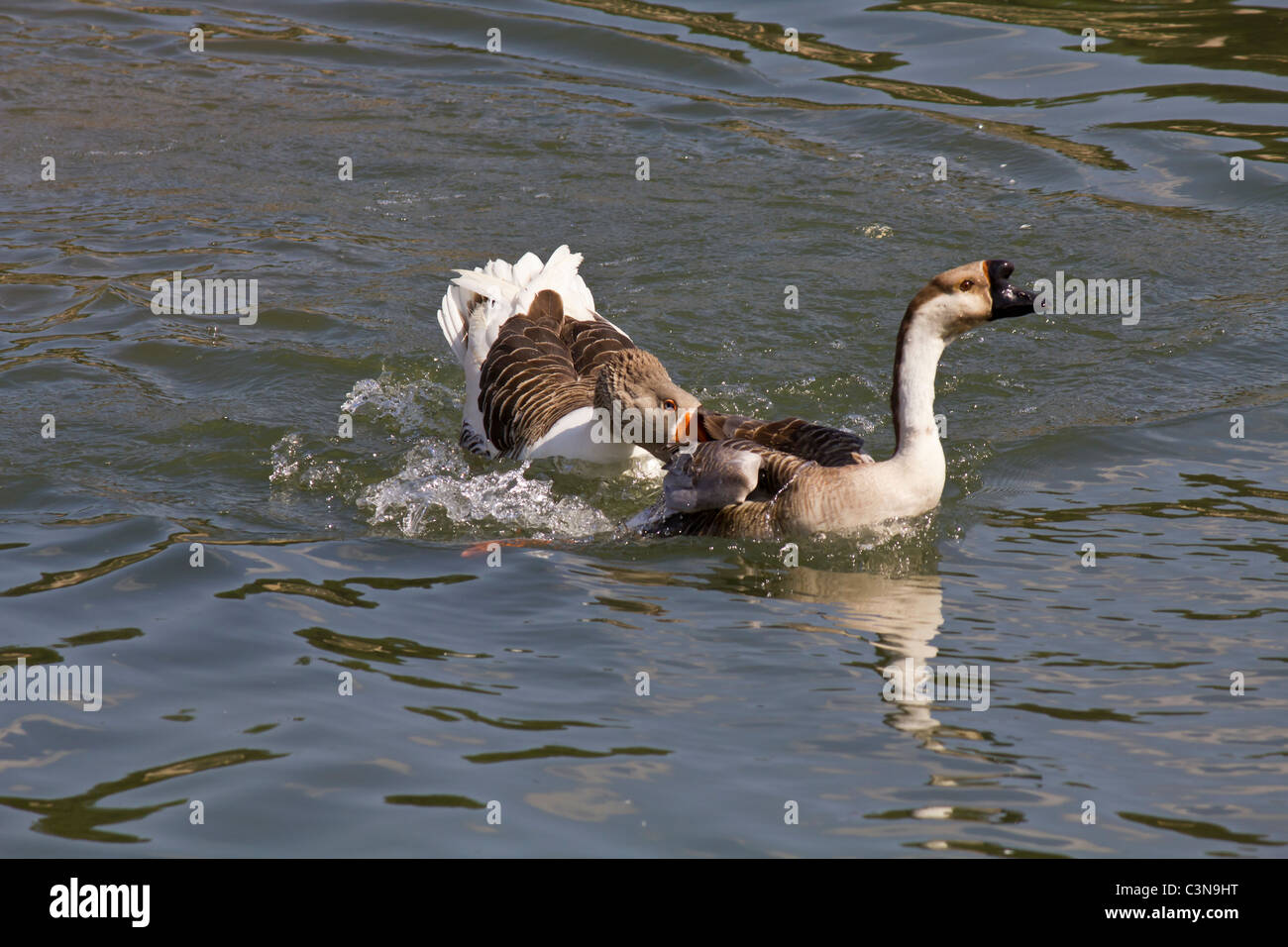 Un furibondo goose attaccando un oca egiziana Foto Stock
