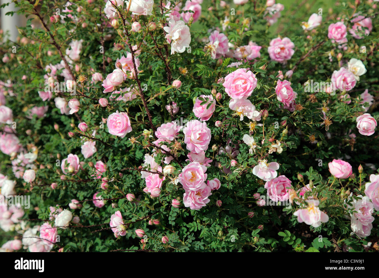 Rosa pimpinellifolia - semi di rosa doppia Foto Stock
