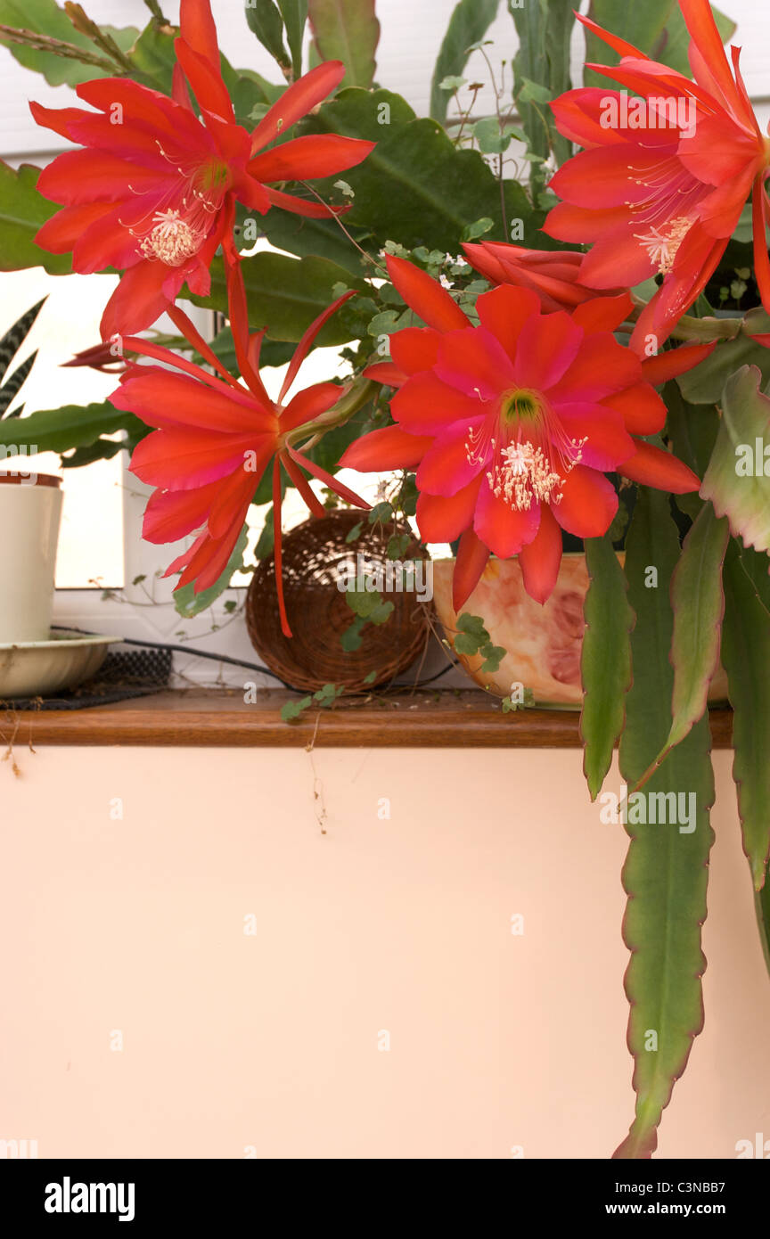 Epiphyllum "leggermente Sassy' rosso fiori di cactus in conservatorio Foto Stock