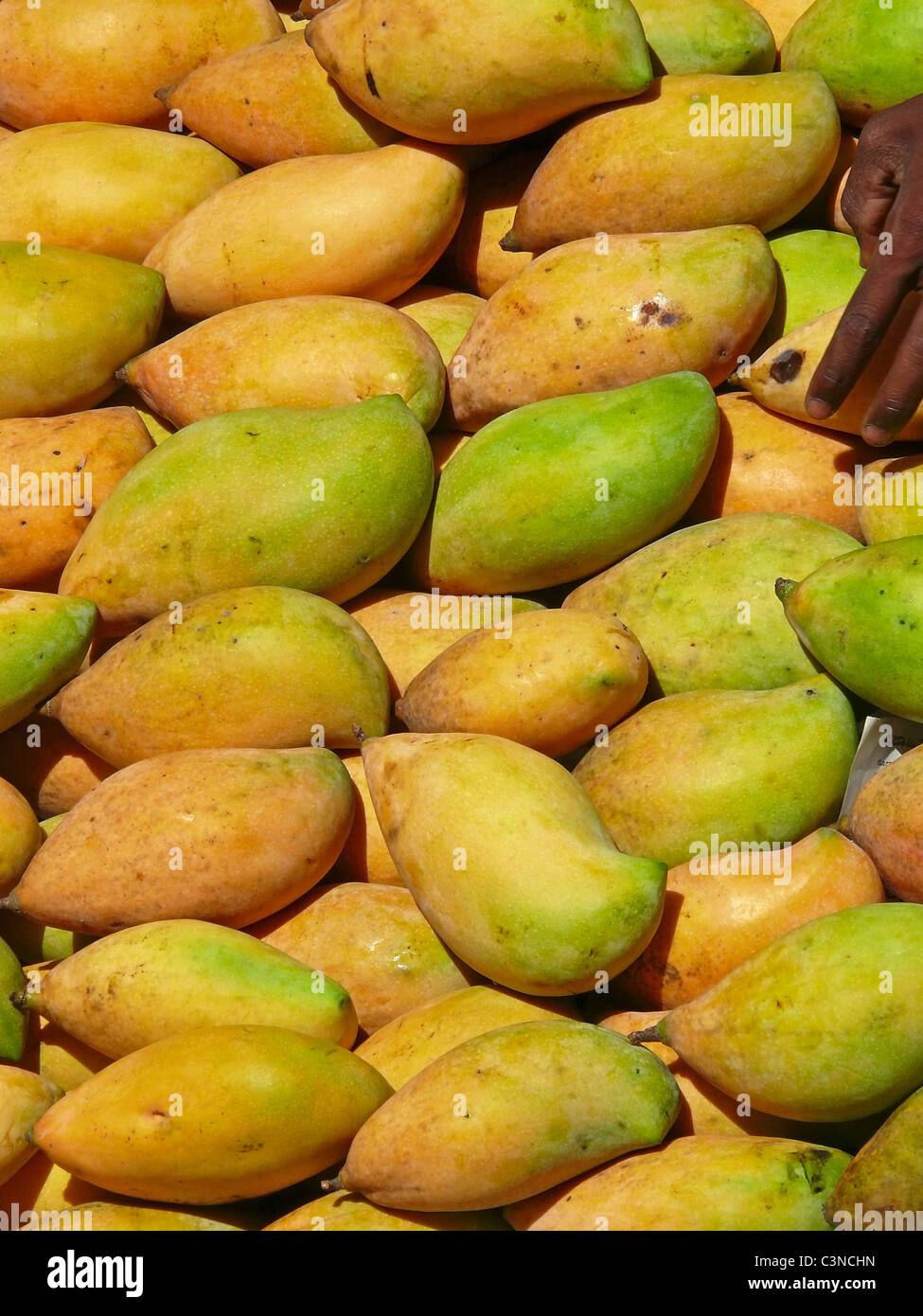 Frutti, Mangifera indica l, Totapuri mango, India Foto Stock