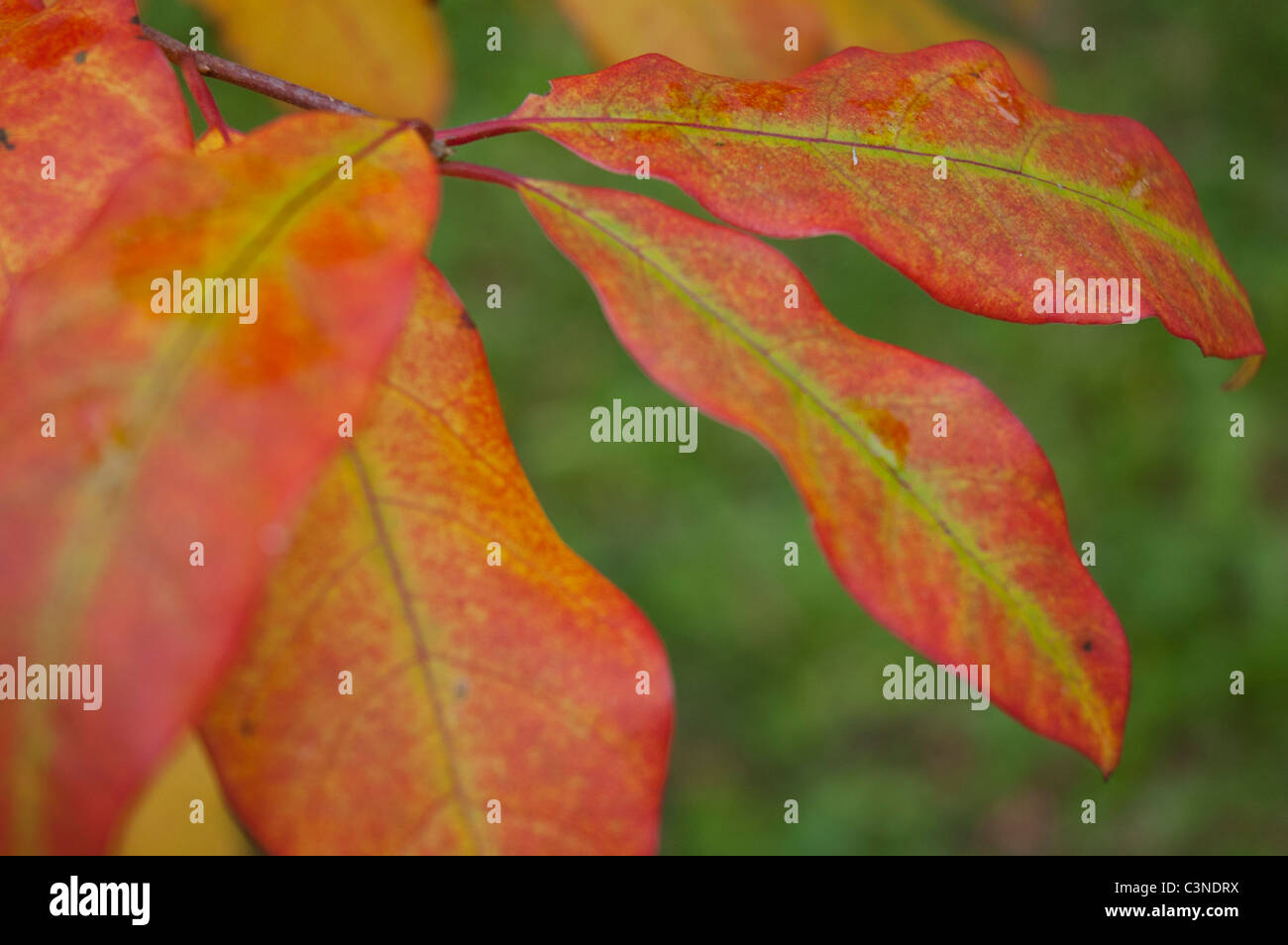 Foglie di autunno Foto Stock