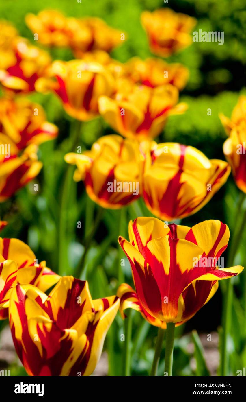Molto sorprendente giallo arancione e rosso Helmar petaled tulipani in un letto di fiori in primavera. Foto Stock