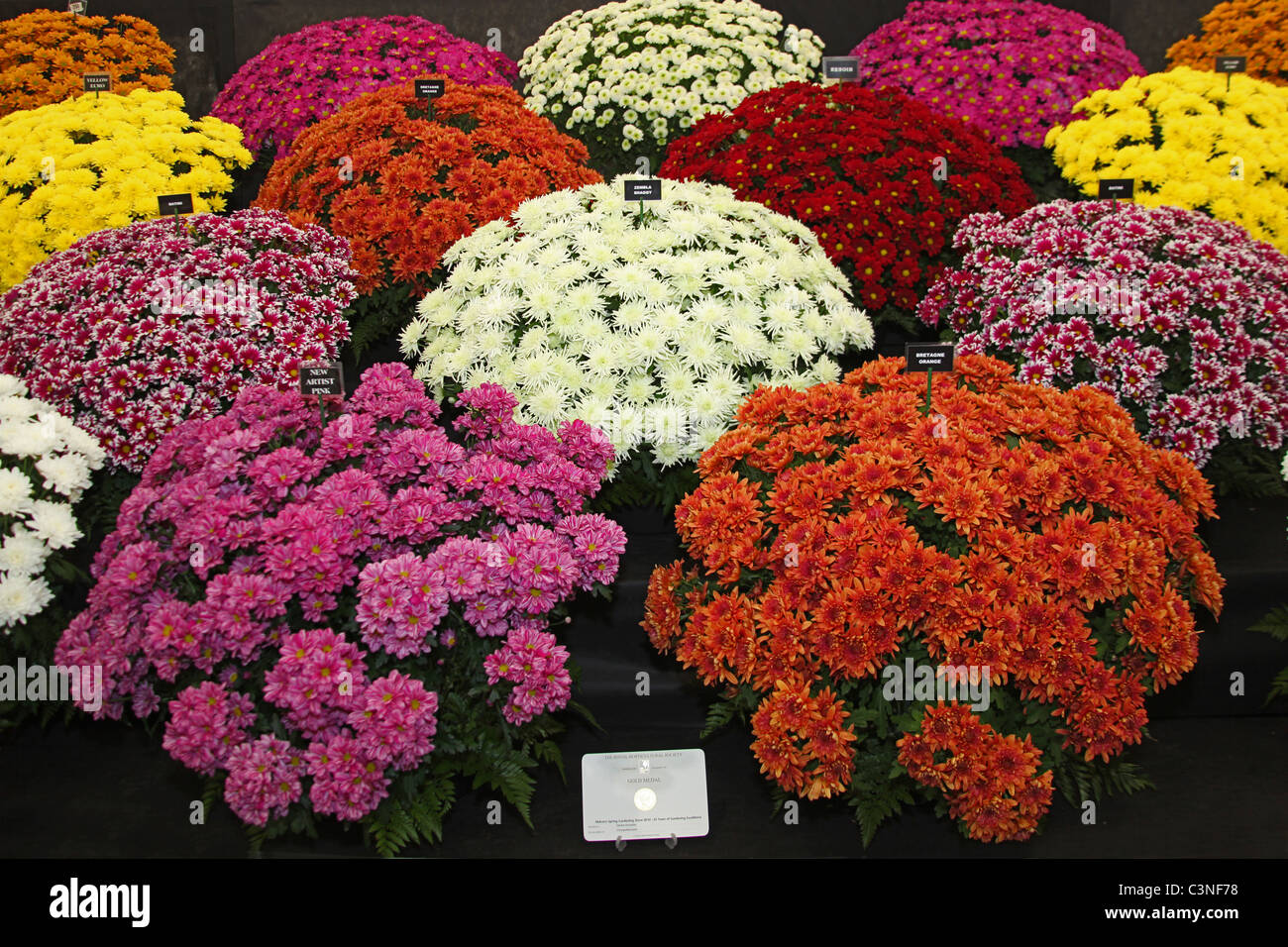 Un colorato medaglia d oro vincente display del crisantemo nel tendone floreale della RHS Spring Visualizza, Malvern, England, Regno Unito Foto Stock