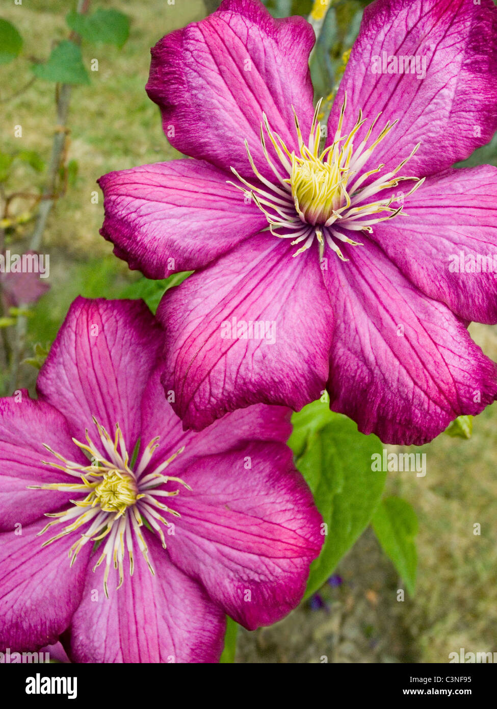 Clematis (Cardinale Rouge) Foto Stock
