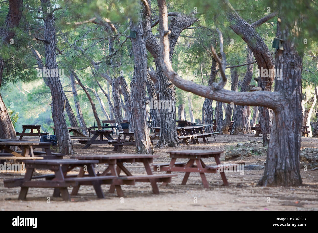 Tavoli da picnic nella foresta di pini, Turchia Foto Stock