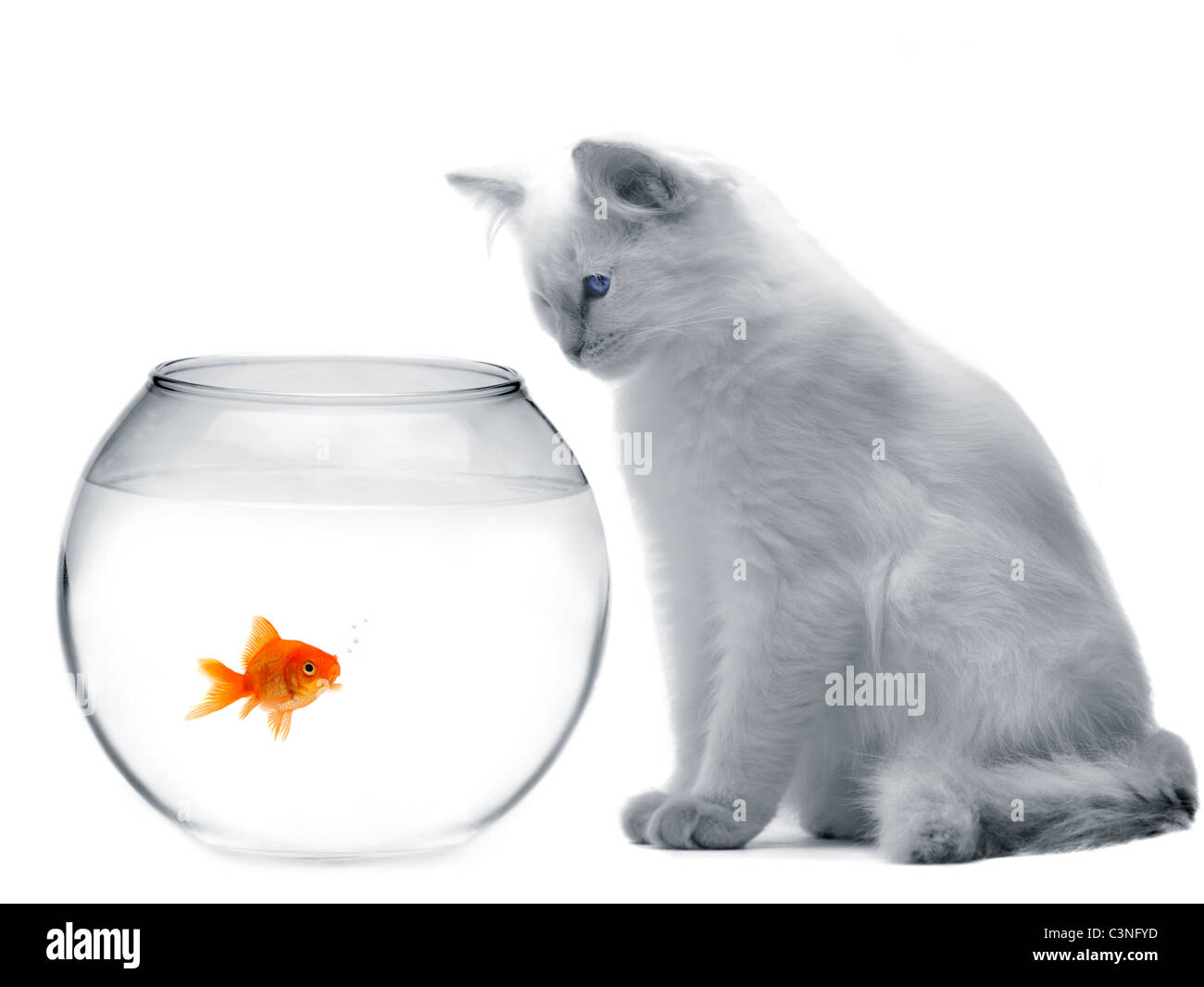 Gatto e un pesce d'oro Foto Stock