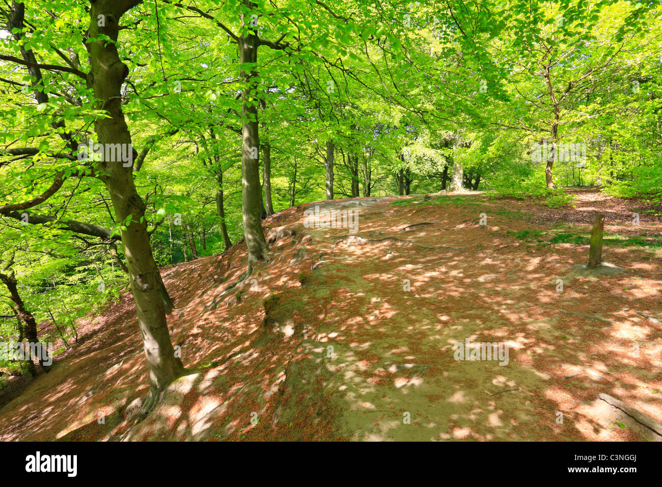 Faggi in Judy Woods, Wyke, Bradford, West Yorkshire, Inghilterra, Regno Unito. Foto Stock