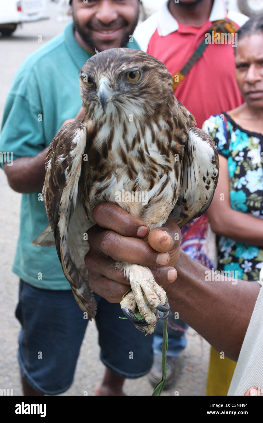 Il Pet rapace Foto Stock
