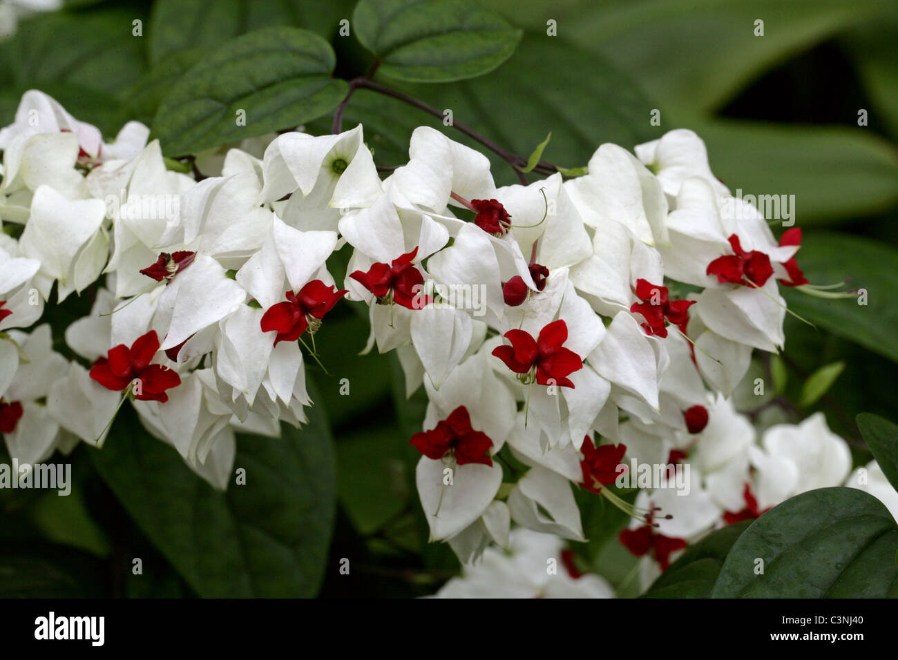 Cuore di sanguinamento o sanguinamento cuore della vigna, Clerodendron o Gloria Bower, Clerodendrum thomsonii (Clerodendrum thomsoniae), Lippenblütler. Foto Stock