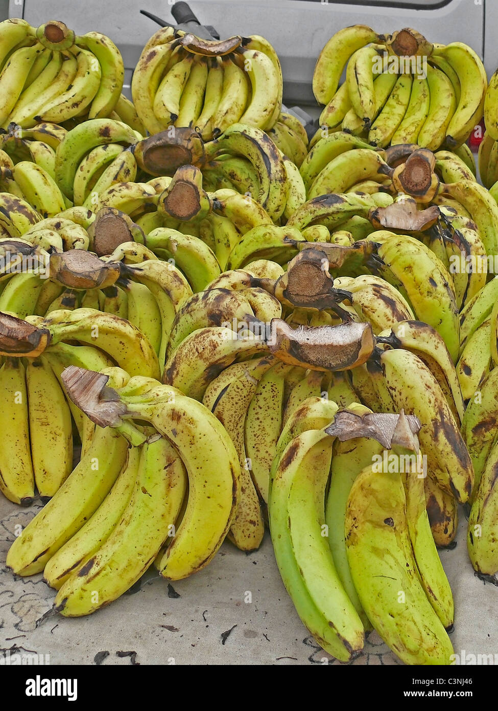 Banane, Musa X paradisiaca L, Musaceae Foto Stock