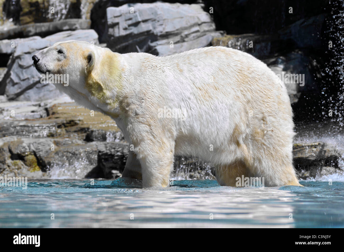 Primo piano del profilo di orso polare (Ursus maritimus) le gambe in acqua Foto Stock