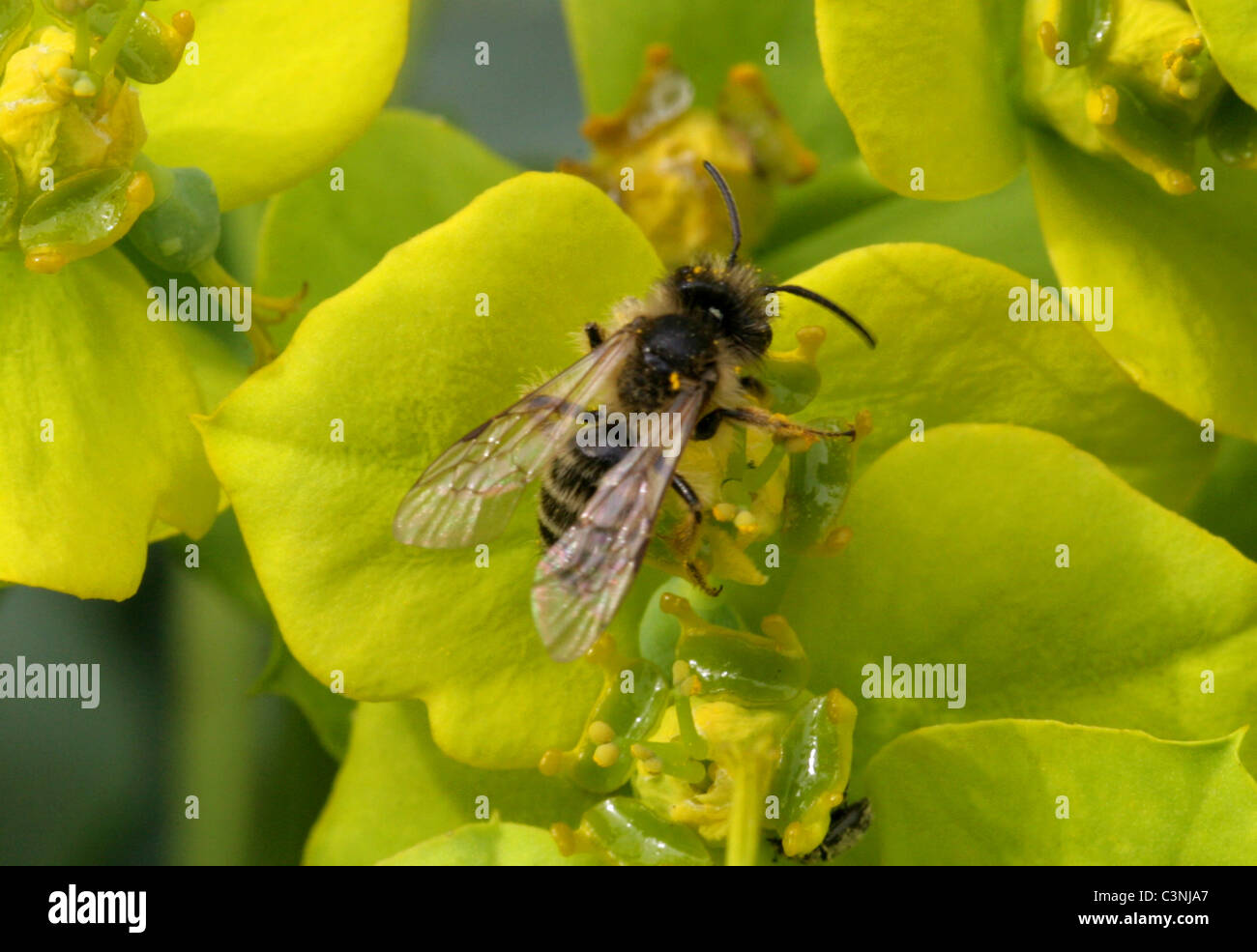 Davies' Mining Bee, Colletes daviesanus, Colletinae, Apoidea, Apocrita, Hymenoptera. Alimentazione su fiori di euforbia. Foto Stock