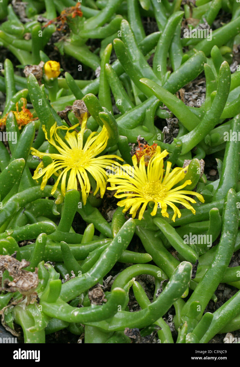 Glottiphyllum peersii, Aizoaceae. La provincia del Capo e Karoo deserto, Sud Africa. Foto Stock