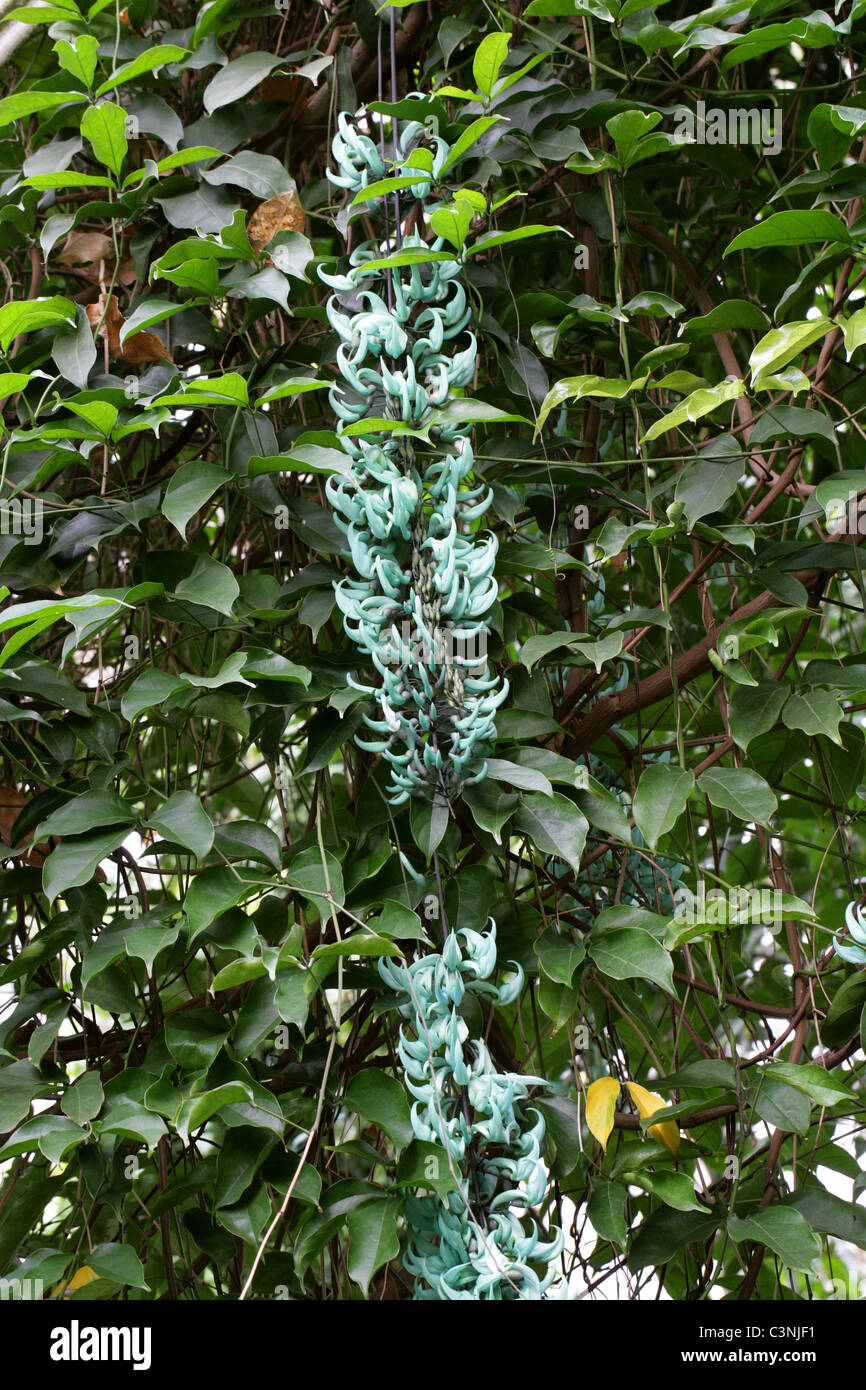 Il Jade Vine Strongylodon macrobotrys, Fabaceae, Filippine, Sud-est asiatico. Foto Stock