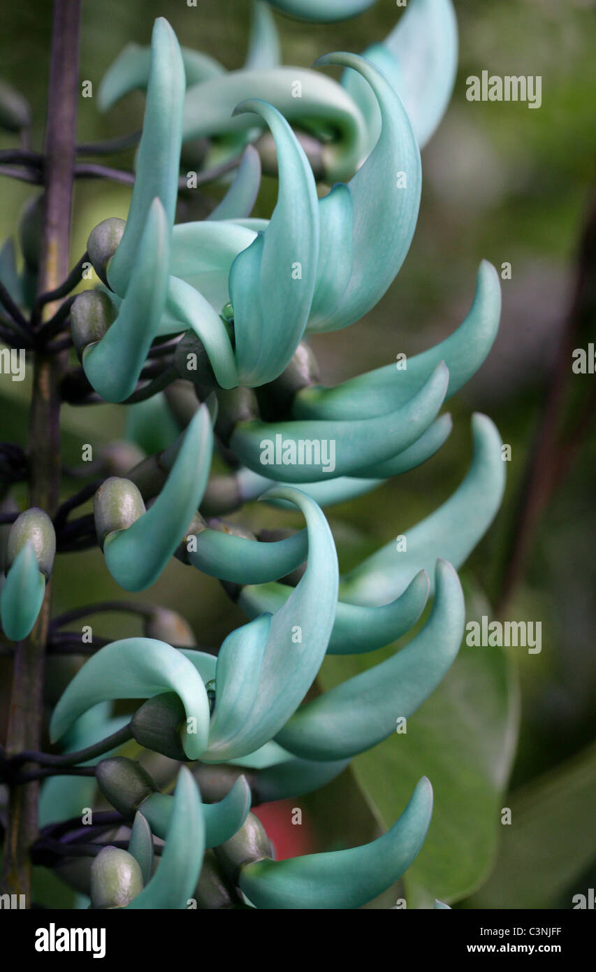 Il Jade Vine Strongylodon macrobotrys, Fabaceae, Filippine, Sud-est asiatico. Foto Stock