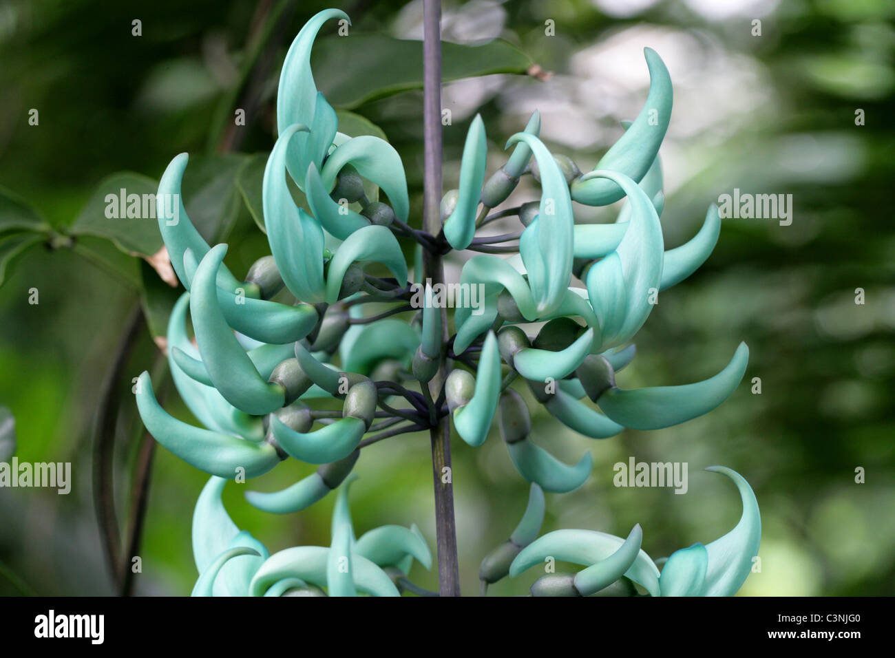 Il Jade Vine Strongylodon macrobotrys, Fabaceae, Filippine, Sud-est asiatico. Foto Stock