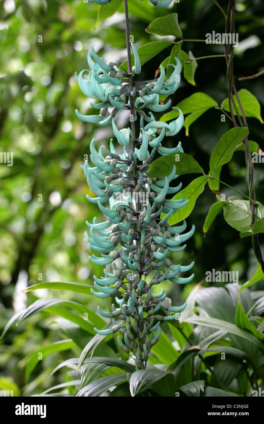 Il Jade Vine Strongylodon macrobotrys, Fabaceae, Filippine, Sud-est asiatico. Foto Stock