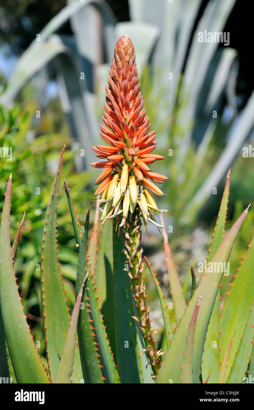 Fiore di aloe in fiore immagini e fotografie stock ad alta risoluzione -  Alamy