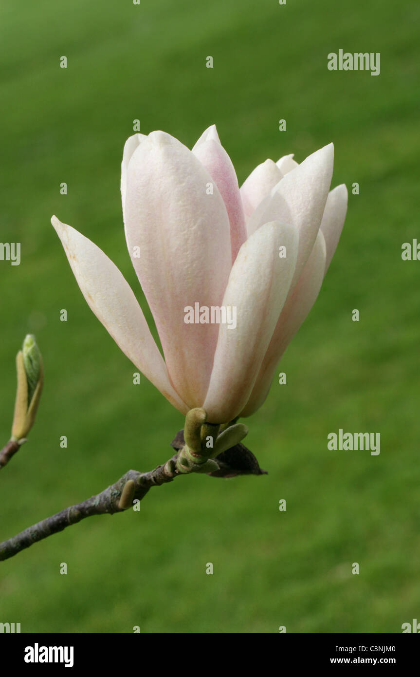 Magnolia 'Royal Crown', della Magnoliacee. Foto Stock