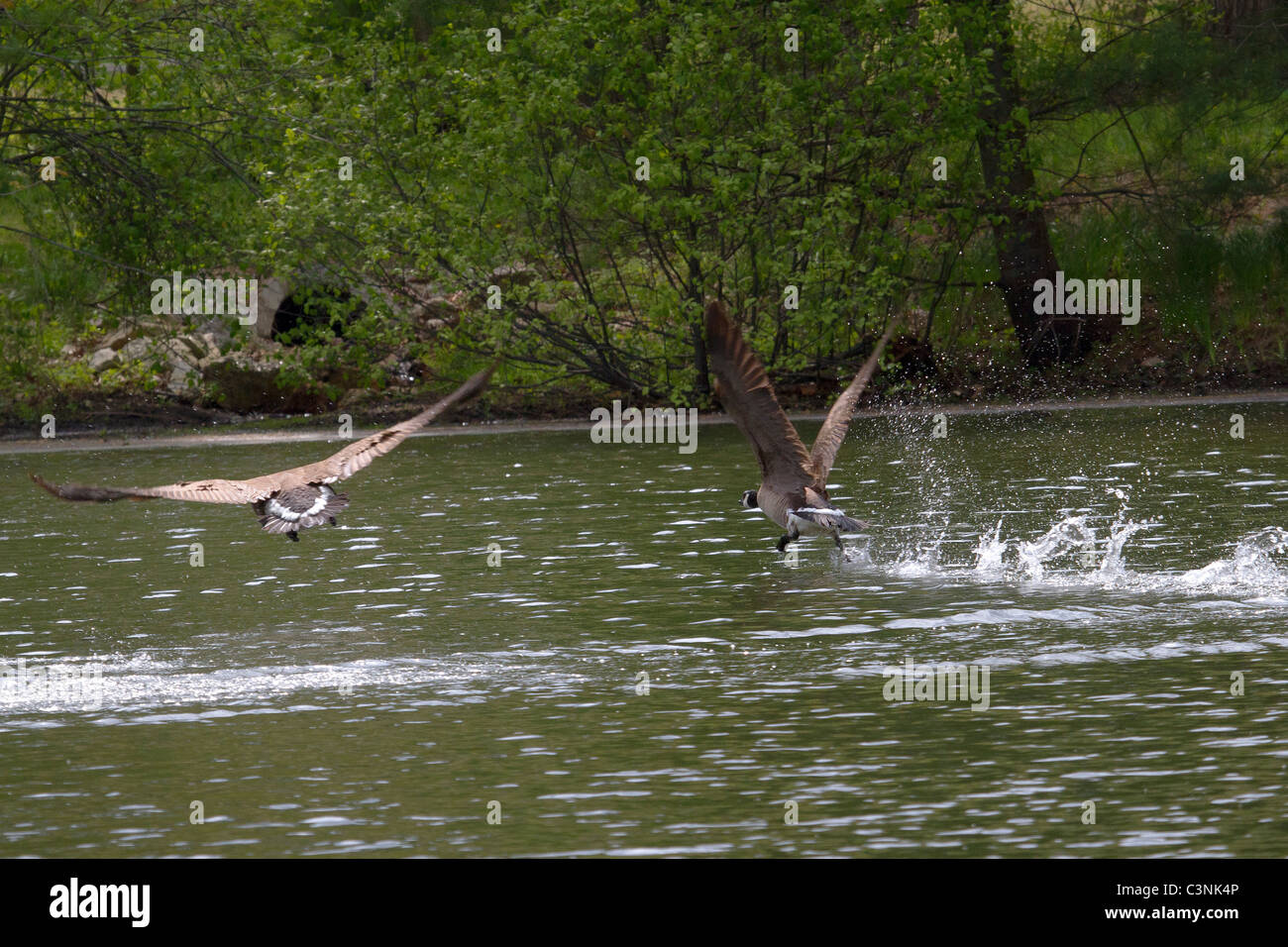 Canada Goose gander scaccia rivale dal pond nei primi mesi del New England molla Foto Stock