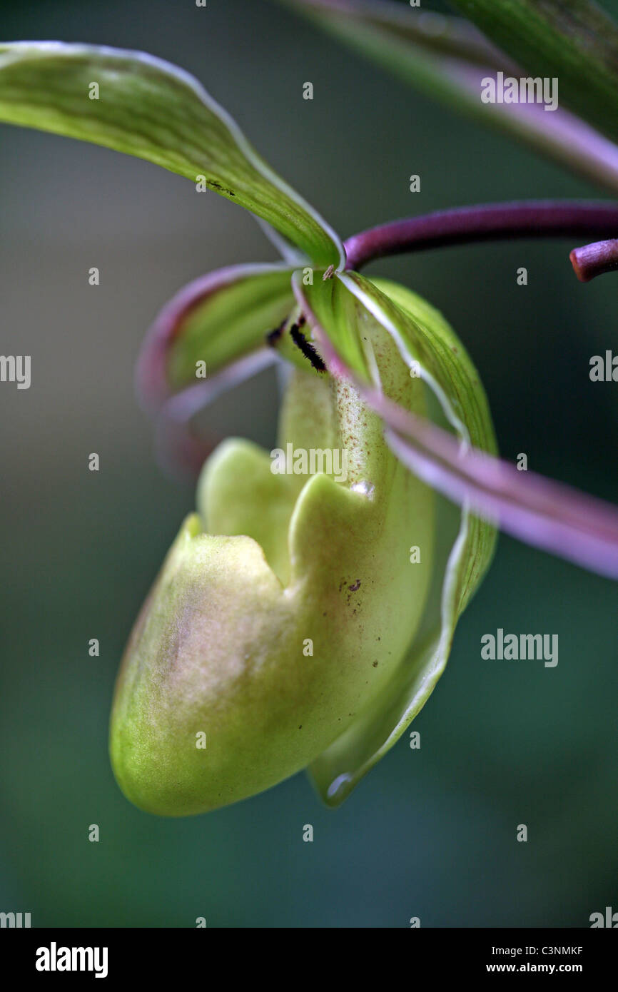 Pianella della Madonna (Cypripedium calceolus) Orchidee. Foto Stock