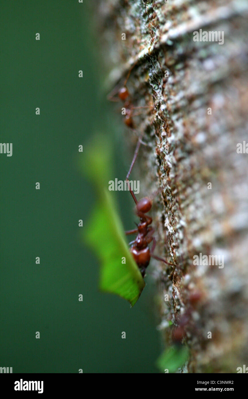 Foglia occupato-cutter formiche abbondano nella fitta foresta del parco di Tikal. Tikal, El Petén, Guatemala, America Centrale Foto Stock