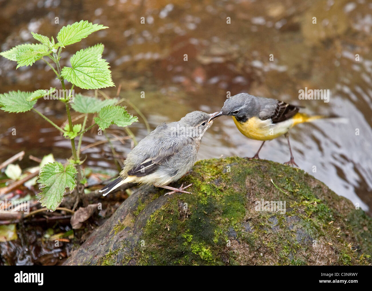 Wagtails grigio Foto Stock