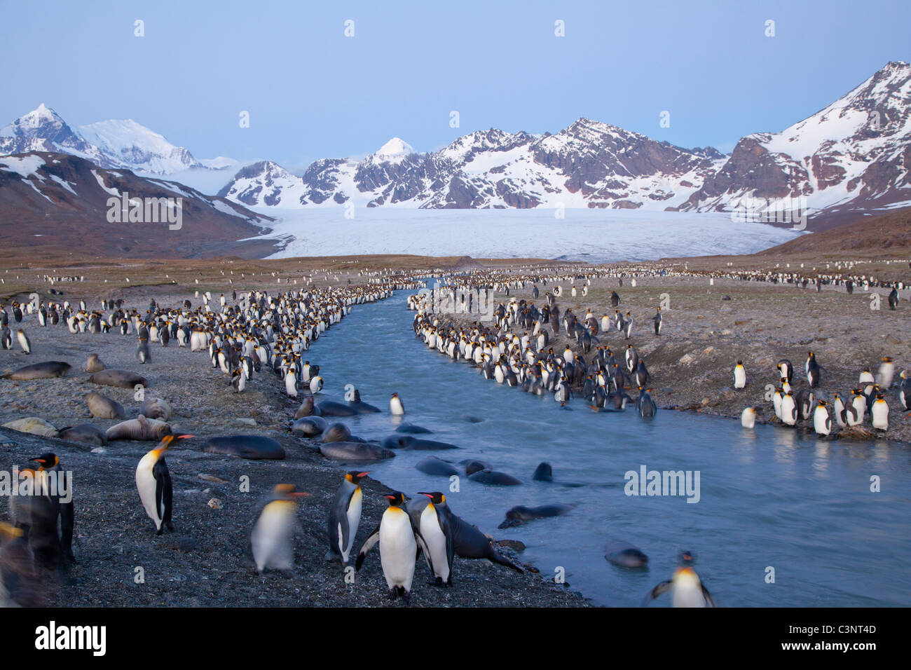 Re linea pinguini il flusso glaciale a St Andrew's Bay, St Georgia Foto Stock