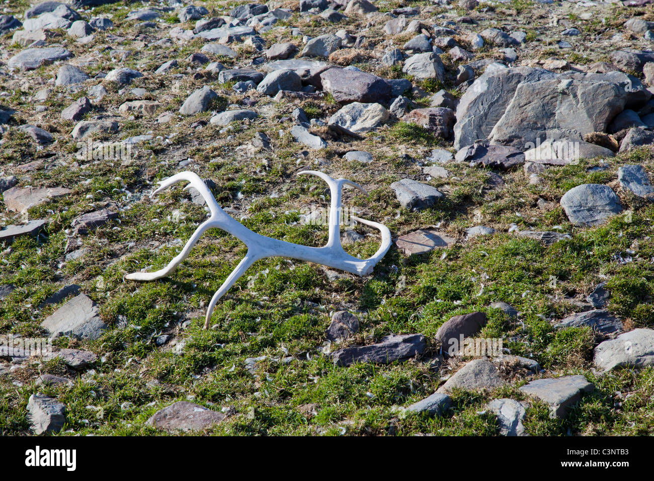 Imbianchiti renne palchi, St Andrew's Bay, Isola Georgia del Sud Foto Stock