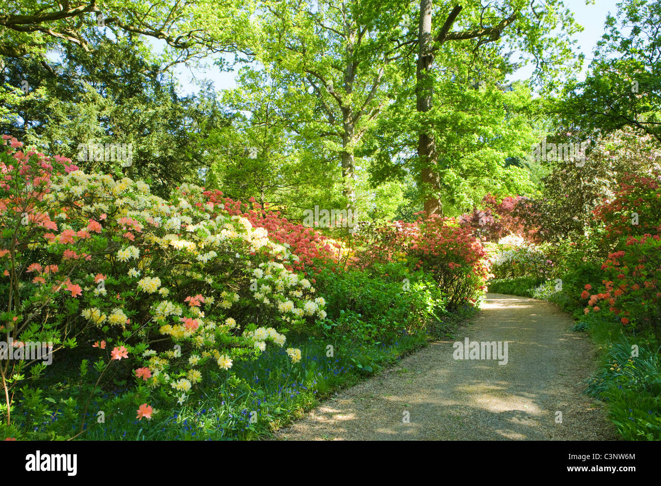 Giardino con rododendri, Coverwood Farm, Surrey, Regno Unito. Foto Stock