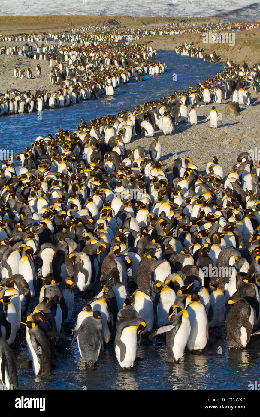 Re pinguini raccolti lungo un flusso glaciale, Baia di St Andrews, Isola Georgia del Sud Foto Stock