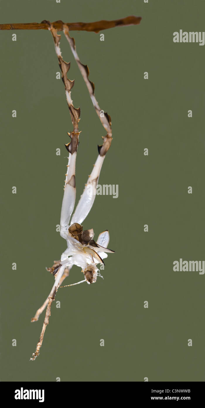 Capannone eso-scheletro di un Katydid malese (Ancylecha fenestrata) Foto Stock