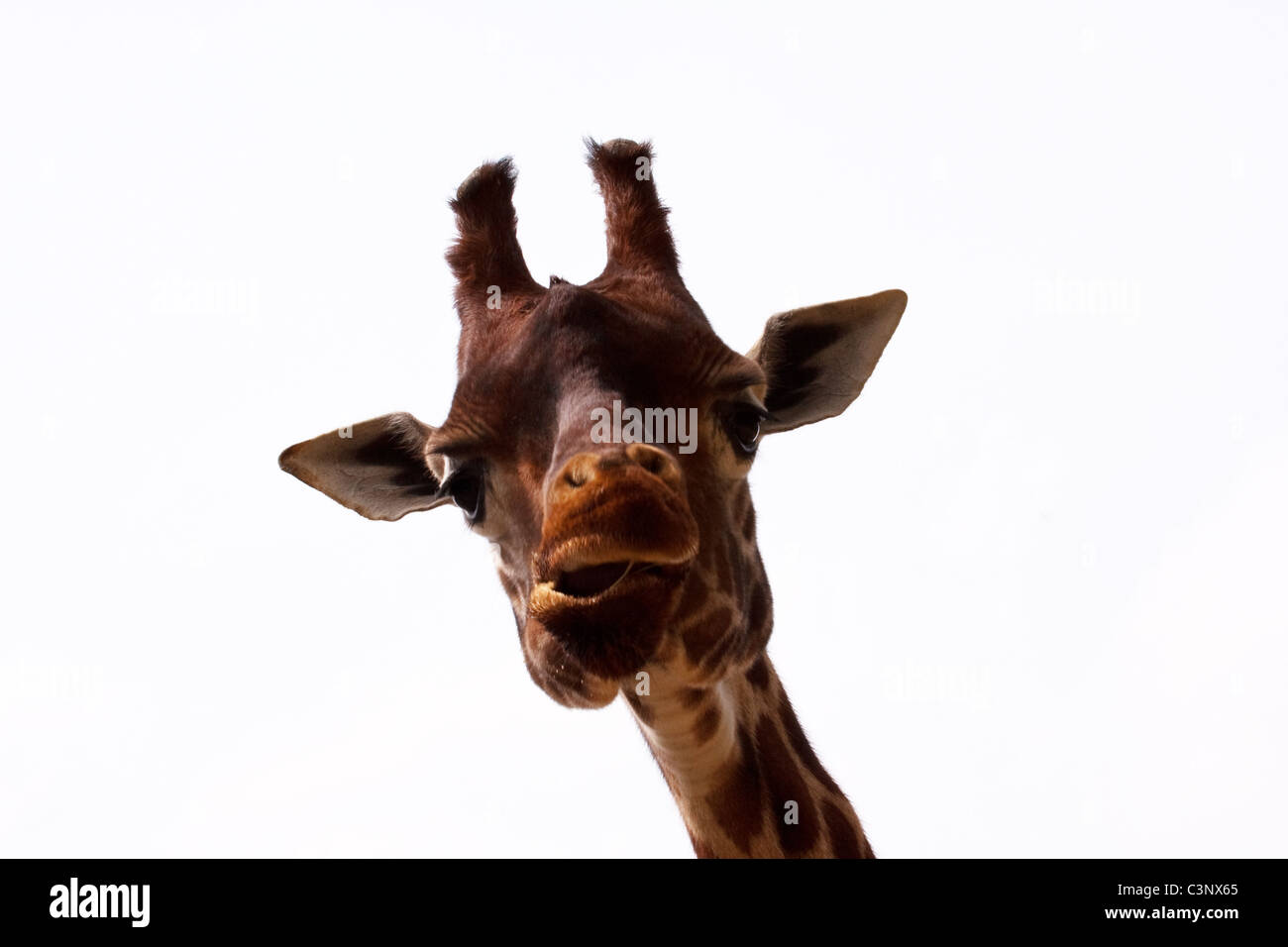 La giraffa testa con espressione divertente Foto Stock