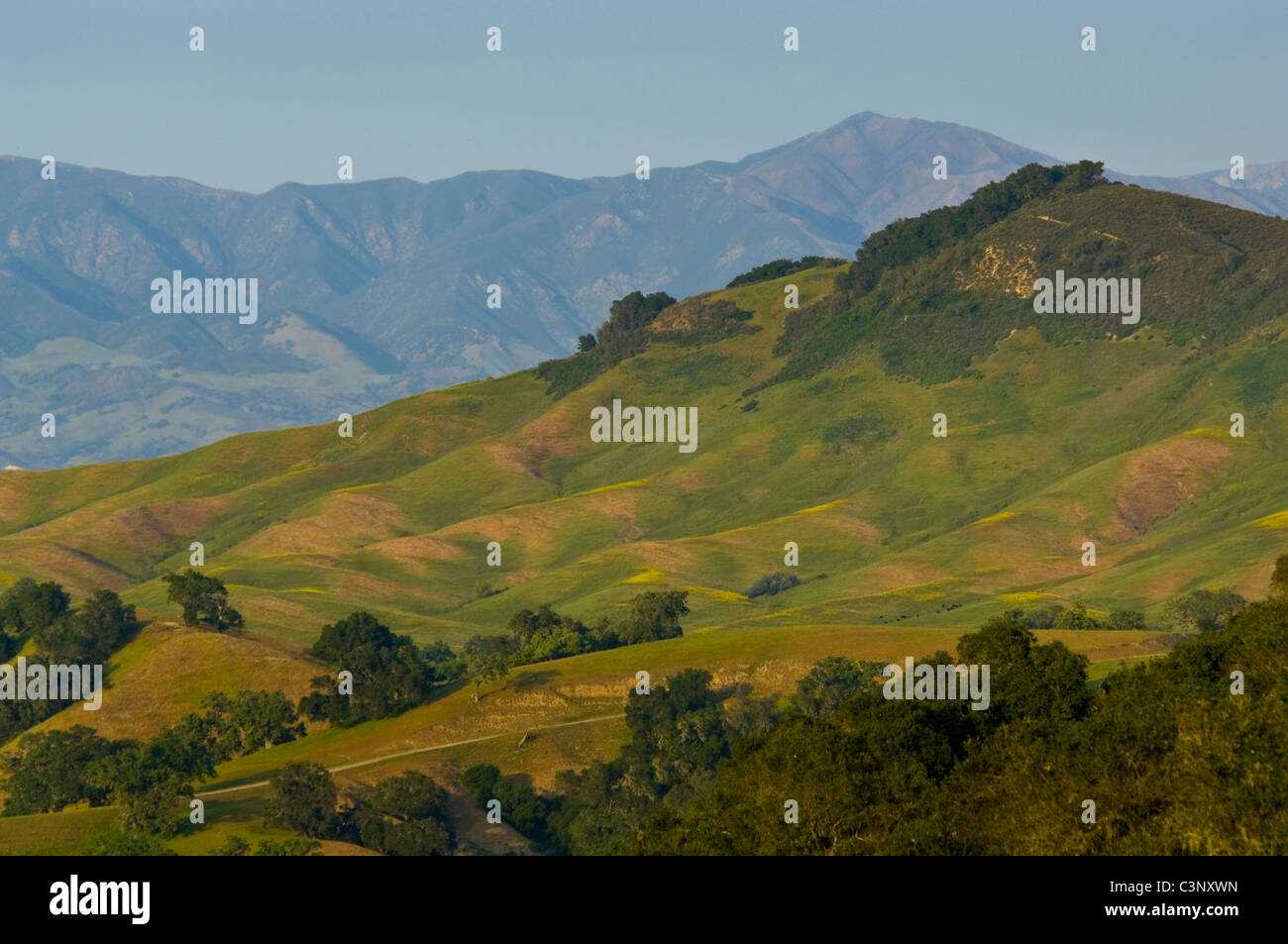 Verdi colline in primavera nei pressi di Solvang, Santa Barbara County, California Foto Stock