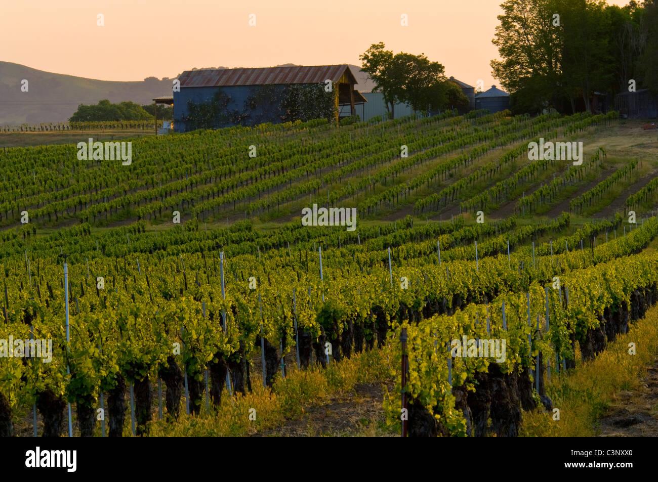 Il vino i vitigni in vigneti nella Santa Ynez Valley, Santa Barbara County, California Foto Stock