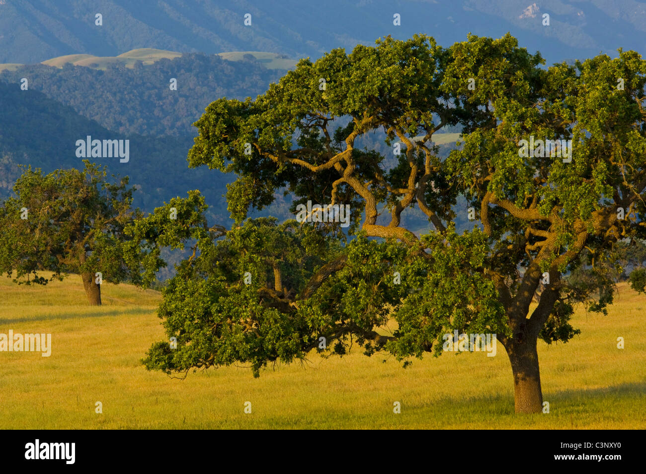 Alberi di quercia nella primavera del campo sotto le montagne di Santa Ynez, vicino Santa Ynez, California Foto Stock