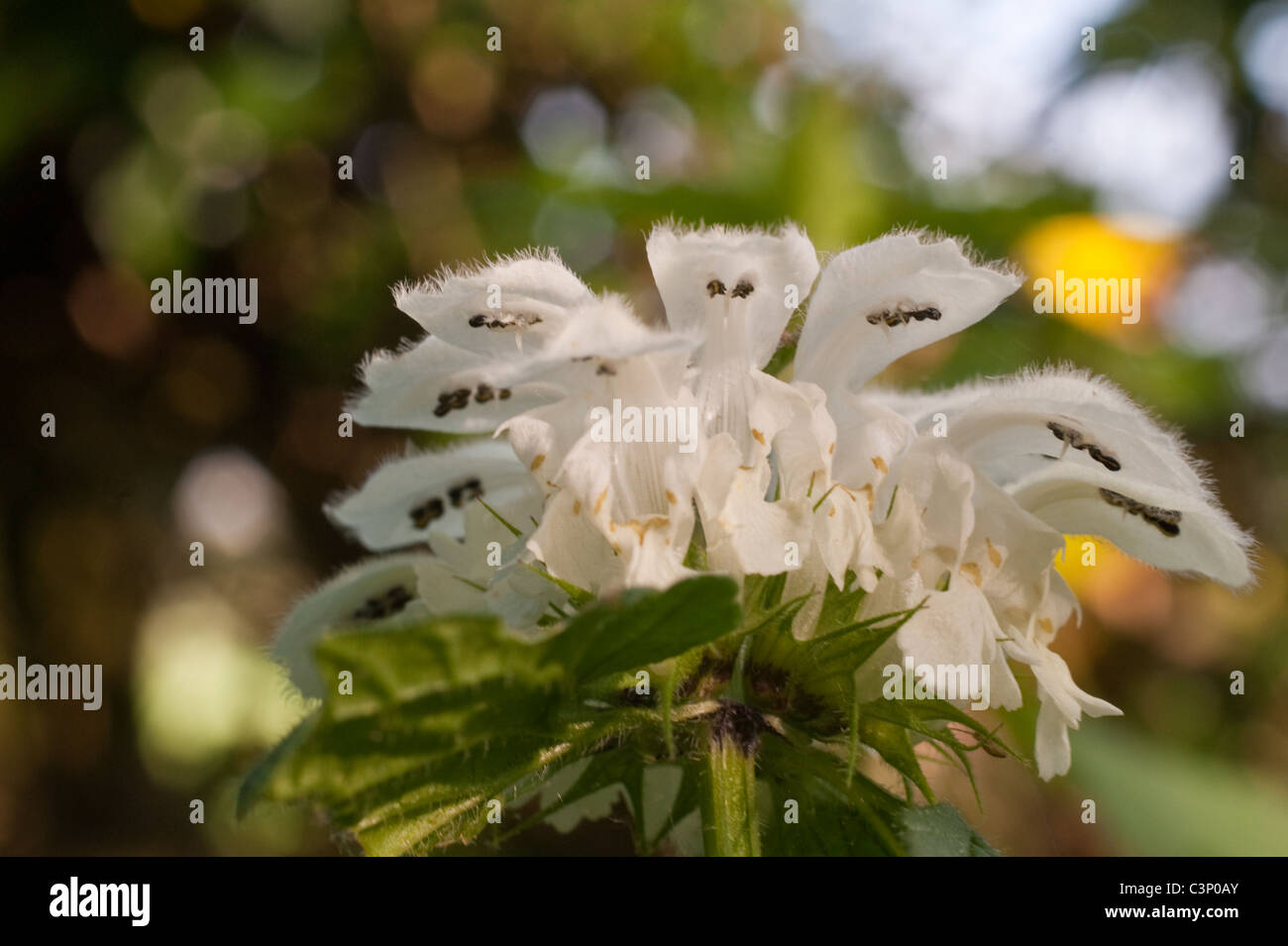 Una vista macro di un bianco Dead ortica esaminando i fiori. Foto Stock